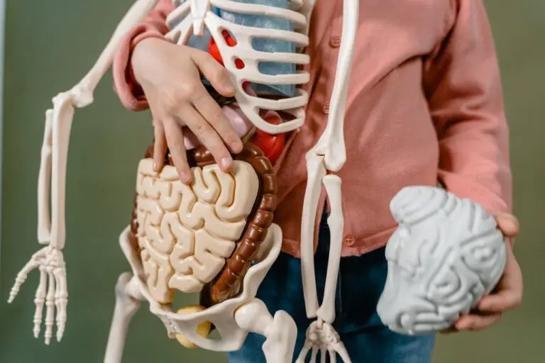 The Gut-Brain Connection: How Your Digestive Health Affects Your Mental Wellbeing